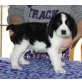 English Springer Spaniel - Rüde