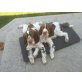 English Springer Spaniel Welpen - Hündin