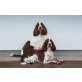 English Springer Spaniel Welpen - Hündin
