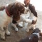 English Springer Spaniel Welpen Welpen - Rüde