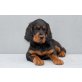 Enja vom Weißen Damm, Gordon Setter Welpen - Hündin