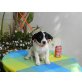 Enjoy, Jack Russel Mix Welpe - Hündin