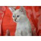 Ennia, EKH - Katze