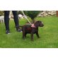 Enny, Labrador Retriever Welpen - Hündin