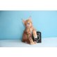 Enorm verschmuste Maine Coon Kitten, Maine Coon - Kater