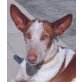 Enrico 2, Podenco - Rüde