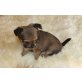 Enrico, Chihuahua langhaariger Schlag Welpen - Rüde
