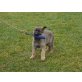 Enrico, Elton, Deutscher Schäferhund Welpen - Rüde
