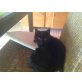 Enrico, Hauskatze - Kater