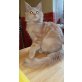 Enrico , Maine Coon - Kater