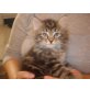 Enrico, Sibirische Katze - Kater