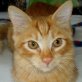 Enrico, roter - Kater