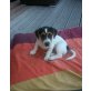 Enriko,Elroy, Jack-Russell-Terrier - Rüde