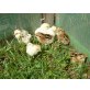 Enten und Hühner