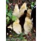 Enten - weiblich