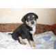 Entlebucher-Collie-Mischlinge Welpen - Hündin