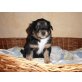 Entlebucher-Collie-Mischlinge Welpen - Rüde
