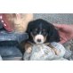 Entlebucher Sennenhund - Hündin