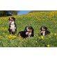 Entlebucher Sennenhund - Hündin