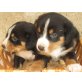 Entlebucher Sennenhund - Hündin