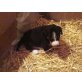 Entlebucher Sennenhund - Rüde