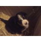 Entlebucher Sennenhund - Rüde