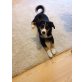 Entlebucher Sennenhund - Rüde