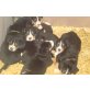 Entlebucher Sennenhund Welpen - Hündin