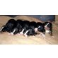 Entlebucher Sennenhund Welpen - Hündin
