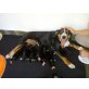 Entlebucher Sennenhund Welpen - Hündin
