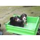 Entlebucher Sennenhund Welpen - Hündin