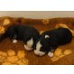 Entlebucher Sennenhund Welpen - Hündin