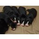 Entlebucher Sennenhund Welpen - Hündin