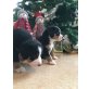 Entlebucher Sennenhund Welpen - Hündin