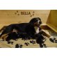 Entlebucher Sennenhund Welpen - Hündin
