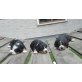Entlebucher Sennenhund Welpen - Hündin