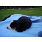 Entlebucher Sennenhund Welpen - Hündin