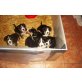 Entlebucher Sennenhund Welpen - Rüde