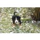 Entlebucher Sennenhund Welpen - Rüde