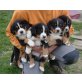 Entlebucher Sennenhund Welpen - Rüde