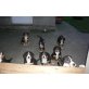 Entlebucher Sennenhund Welpen - Rüde