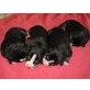 Entlebucher Sennenhund Welpen - Rüde