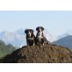 Entlebucher Sennenhund Welpen - Rüde