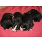 Entlebucher Sennenhund Welpen - Rüde
