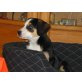 Entlebucher Sennenhund Welpen - Rüde
