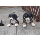 Entlebucher Sennenhund Welpen - Rüde