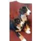 Entlebucher Sennenhund Welpen - Rüde