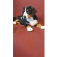 Entlebucher Sennenhund Welpen - Rüde