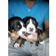 Entlebucher Sennenhund Welpen - Rüde