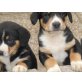 Entlebucher Sennenhund Welpen - Rüde